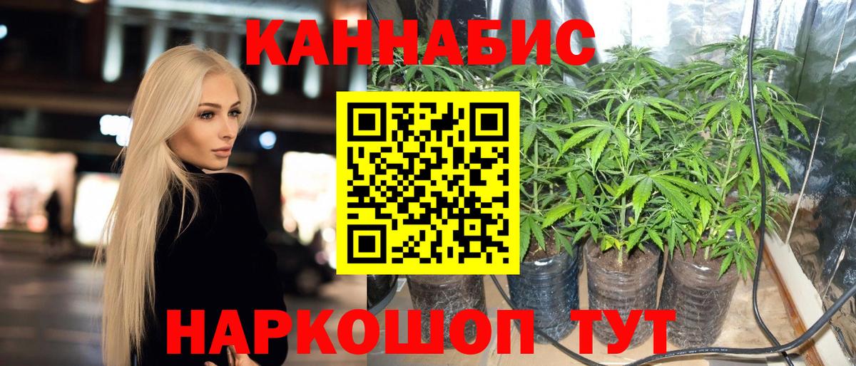 Каннабис OG Kush Вичуга